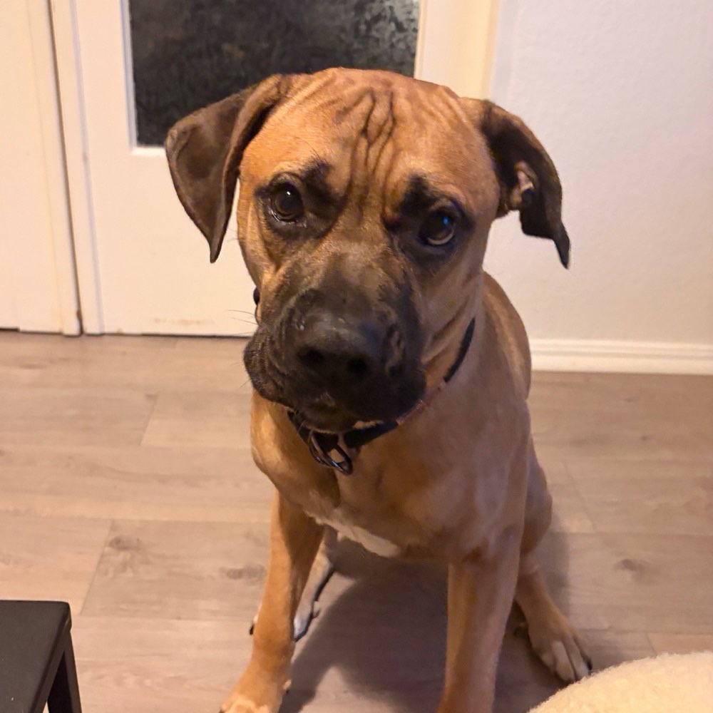Hundetreffen-Trainingstreffen-Profilbild
