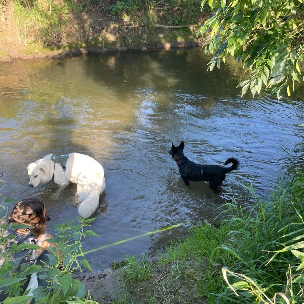 Hundetreffen-Training Hundebegegnung/Hundekontakt-Profilbild