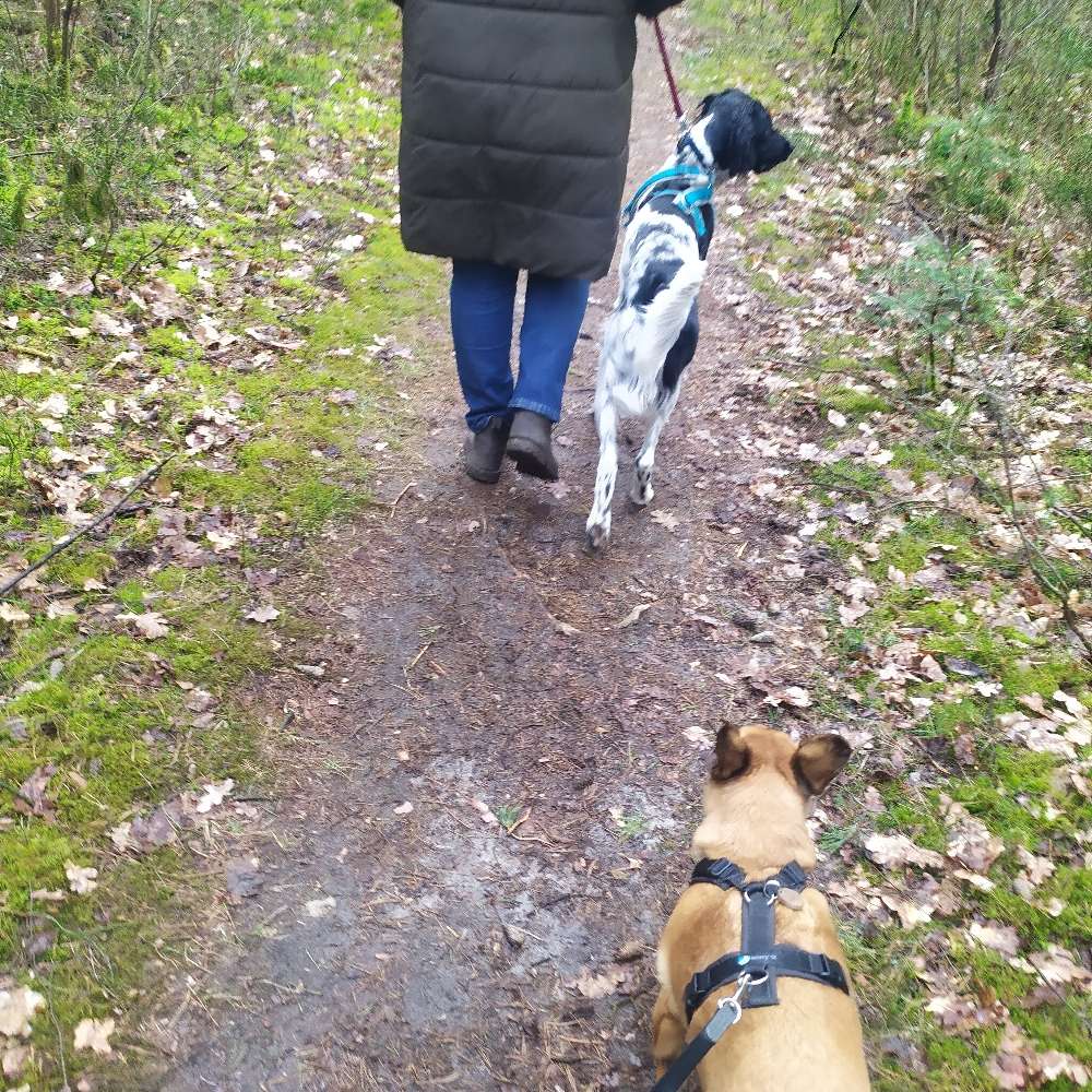 Hundetreffen-Gassi-Runde an kurzer Leine mit Abstand-Profilbild