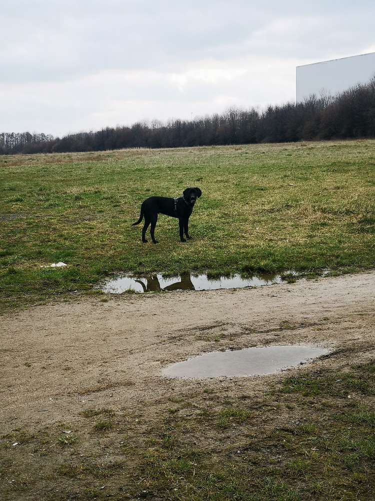 Giftköder-Giftköder-Profilbild