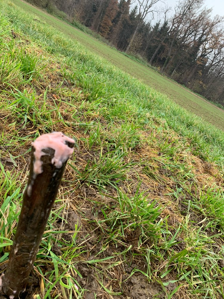 Giftköder-Evtl Giftköder-Profilbild