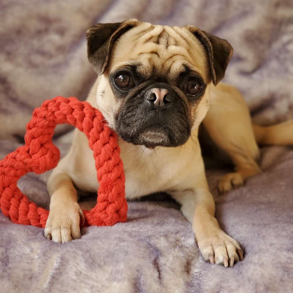 Hundetreffen-Kouki sucht Spielgefährten-Profilbild