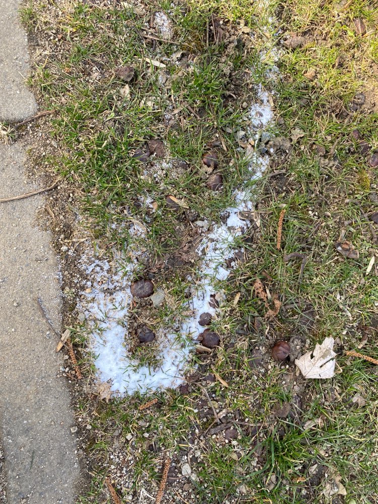 Giftköder-Rattengift weißes Pulver-Profilbild