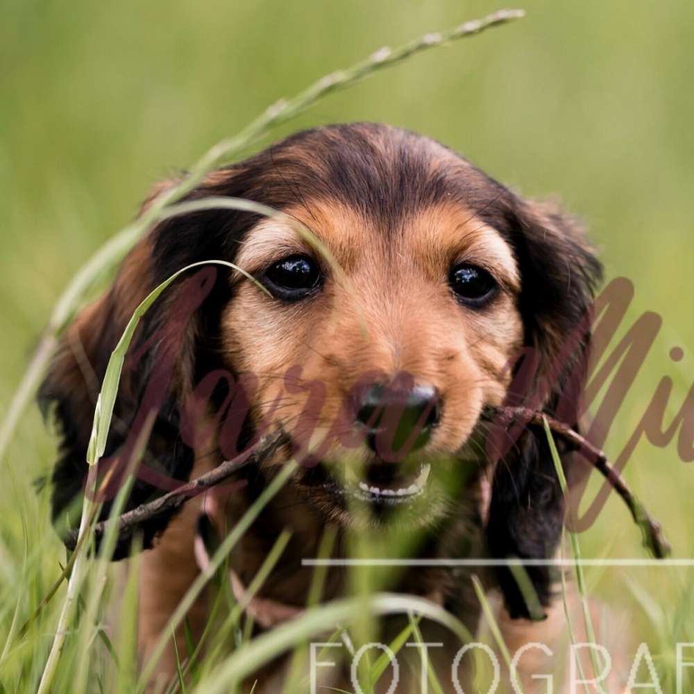 Hundetreffen-Welpentreffen Kleine Rassen-Profilbild