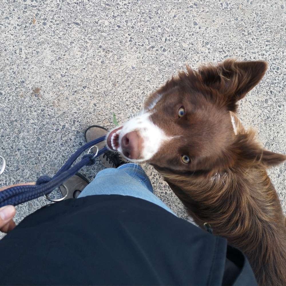 Hundetreffen-Social Walk-Profilbild