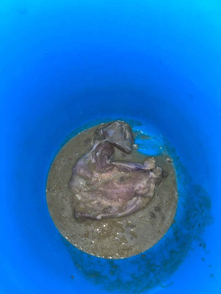 Giftköder-verdächtige rohe Fleischstücke-Profilbild