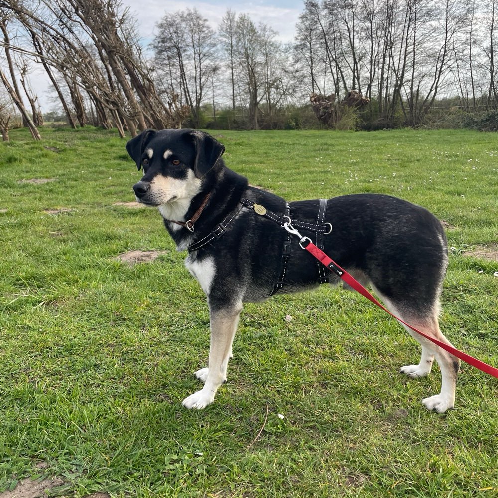 Hundetreffen-Spaziergang / Social Walk-Profilbild
