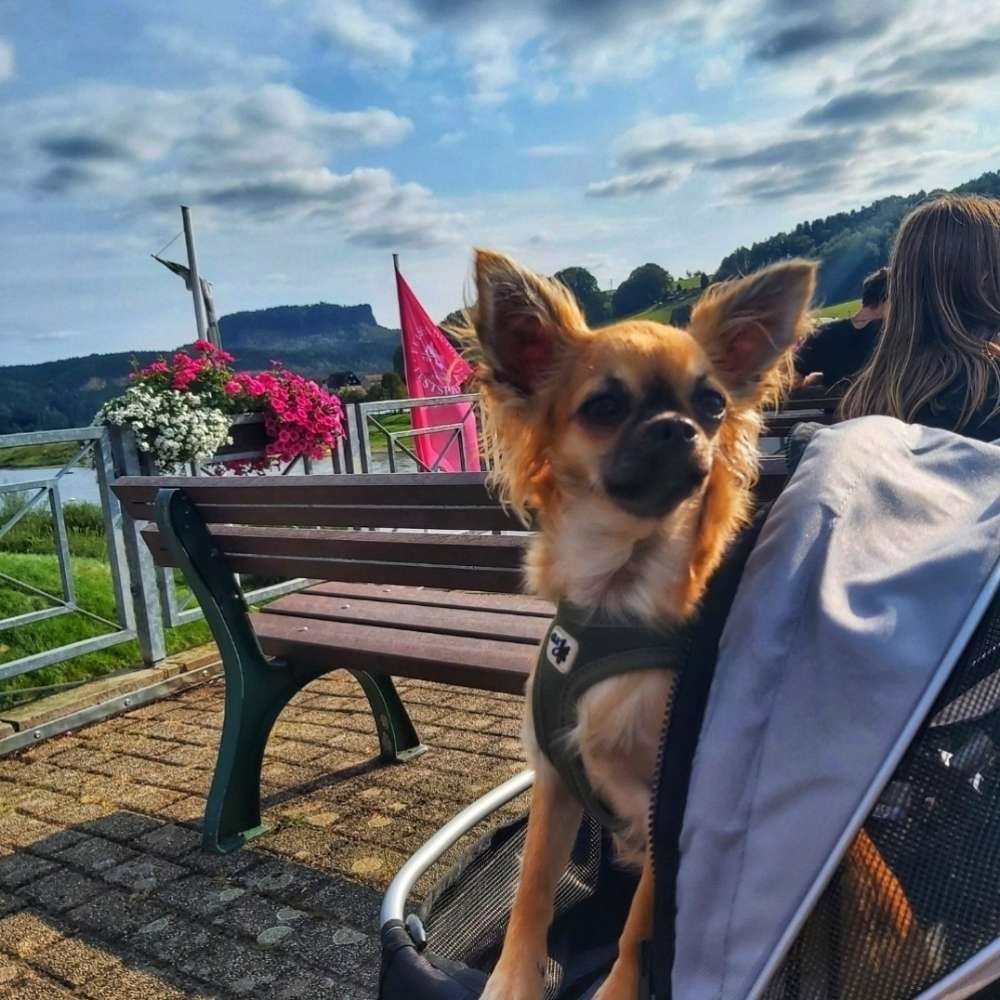 Hundetreffen-nette Hundefreunde gesucht-Profilbild