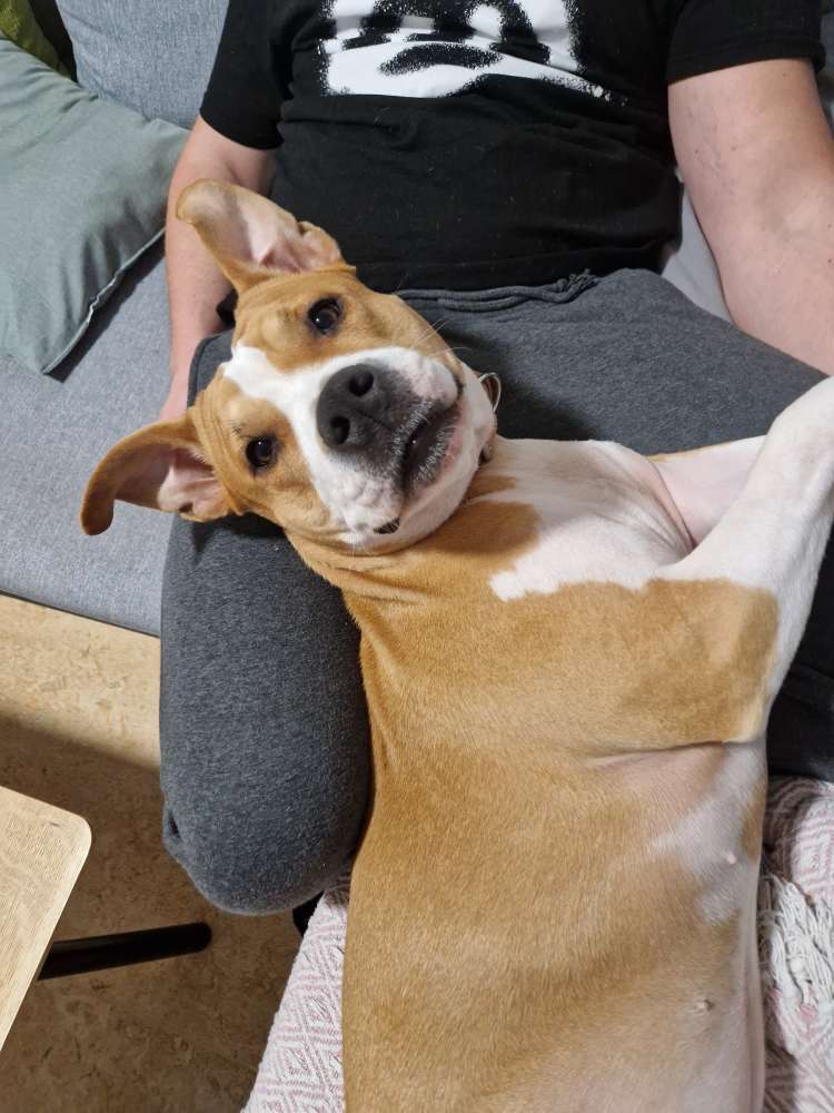 Hundetreffen-Spielrunden/Gassirunden-Profilbild