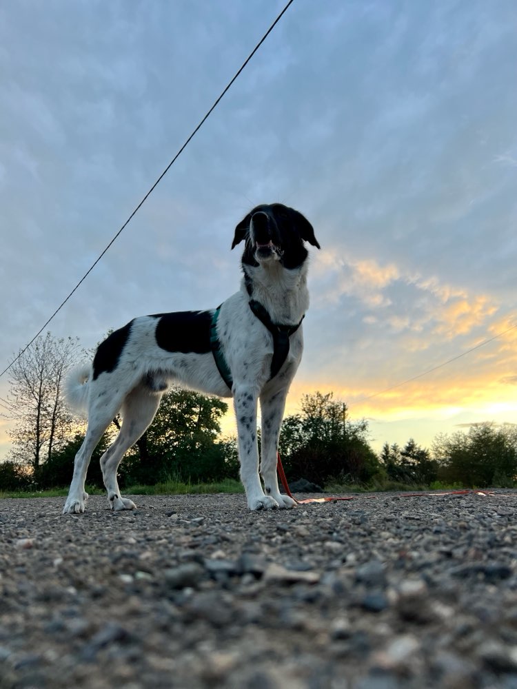Hundetreffen-Gassi und Spielrunde-Profilbild