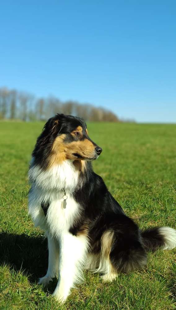 Hundetreffen-Gemeinsam spazieren und spielen-Profilbild
