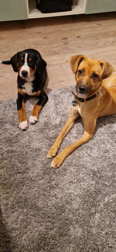 Hundetreffen-Gassi gehen oder Spielen-Profilbild