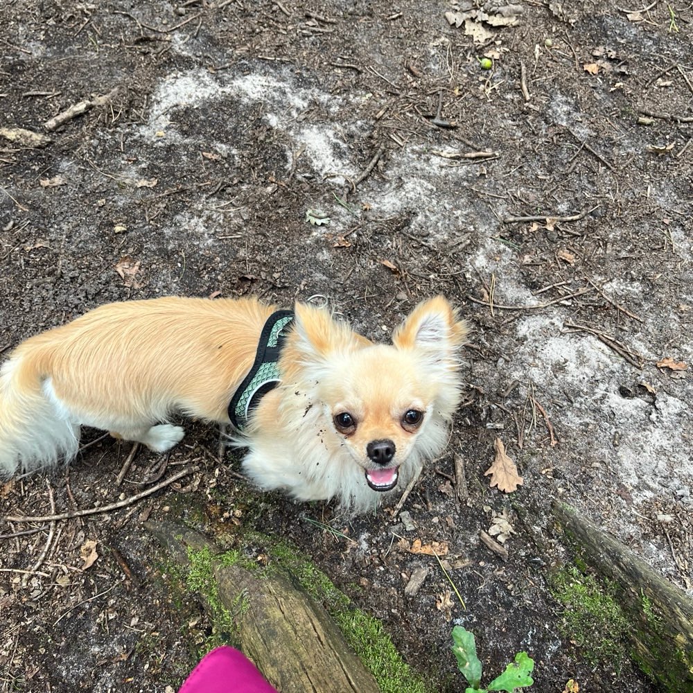 Hundetreffen-Chihuahua-Gassirunde (oder andere kleine Rassen)-Profilbild