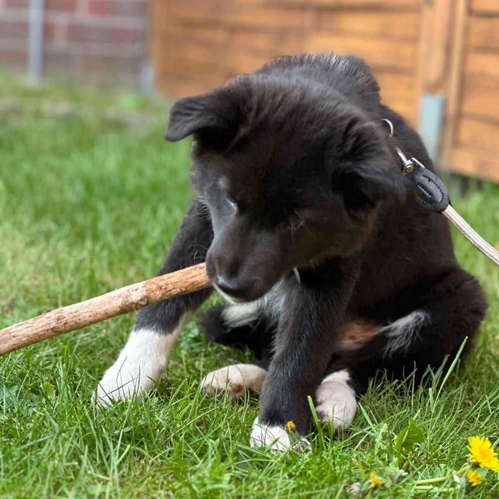 Hundetreffen-Gassi- und Spielpartner gesucht-Profilbild