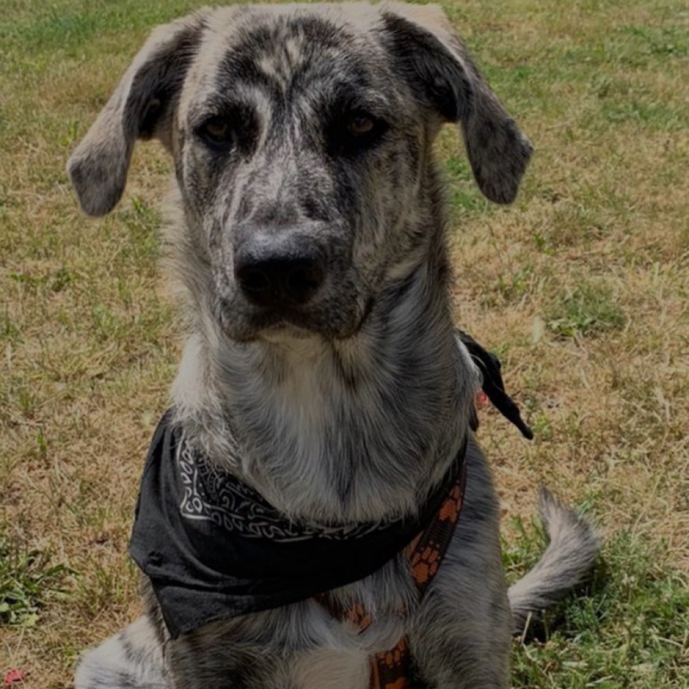 Hundetreffen-Gassi-Profilbild