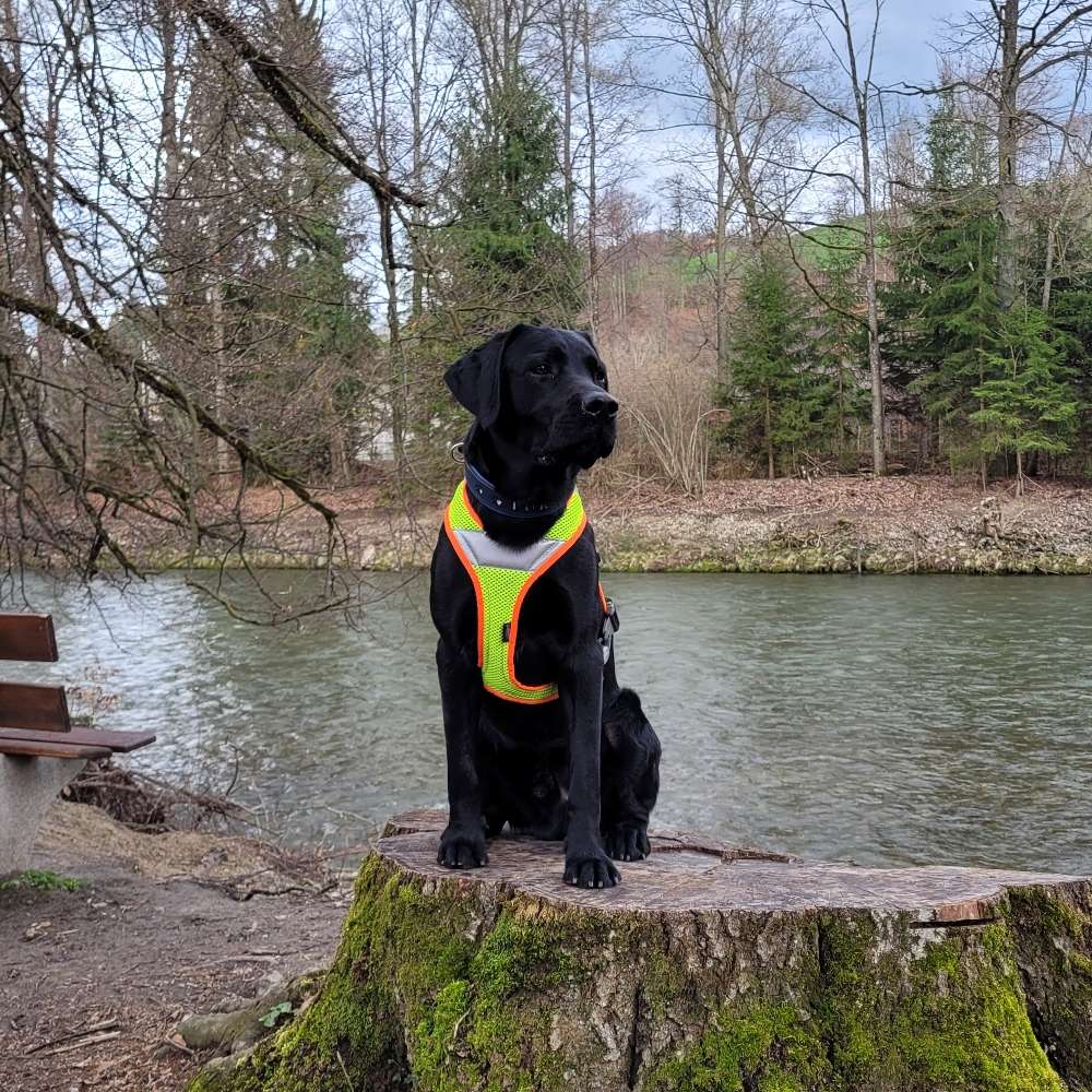 Hundetreffen-Wir suchen spazier-und spielpartner-Profilbild