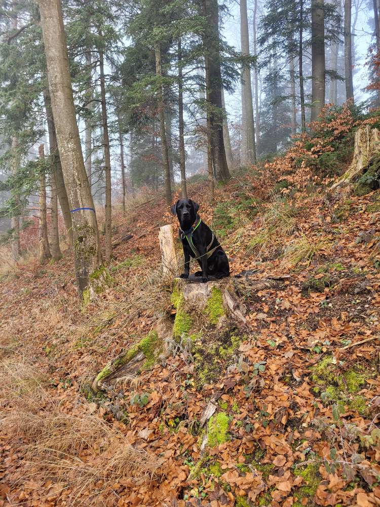 Hundetreffen-Spazier-spielrunde-Profilbild