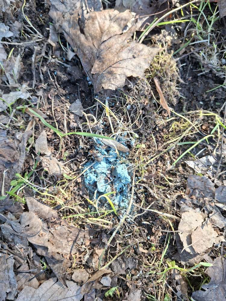 Giftköder-Blaue Klumpen-Profilbild