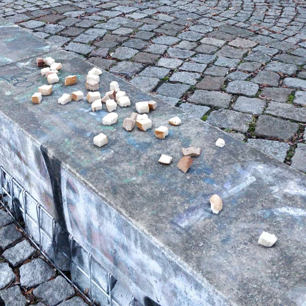 Giftköder-Brotstücke ausgelegt am Weißeritzgrünzug-Profilbild