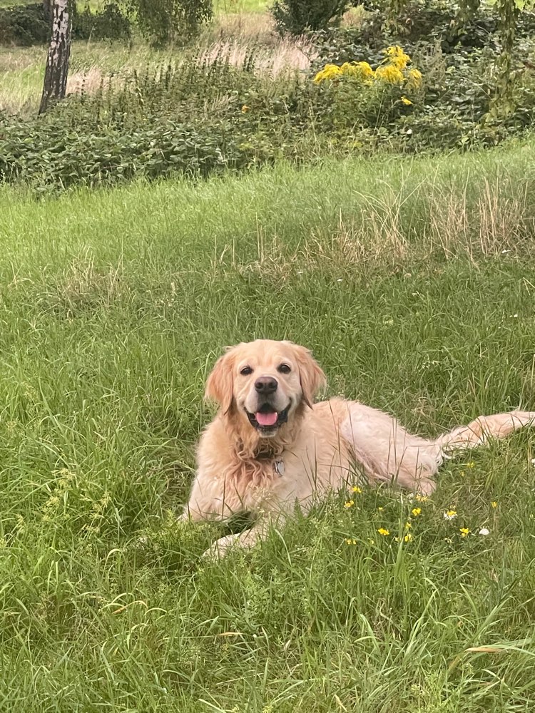 Hundetreffen-Hundekontakte in Johannstadt gesucht-Profilbild