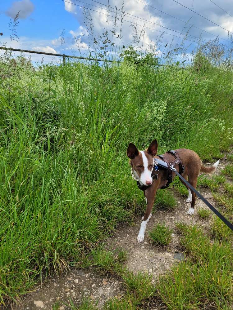 Hundetreffen-Gemeinsamer Spaziergang-Profilbild