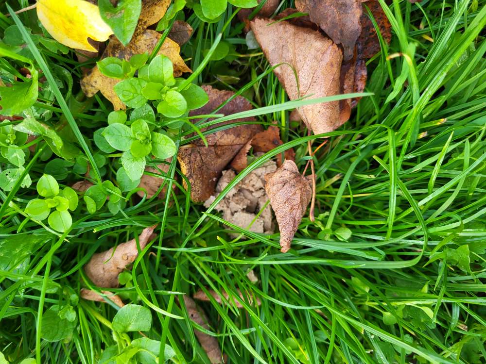 Giftköder-Möglicher Giftköder-Profilbild