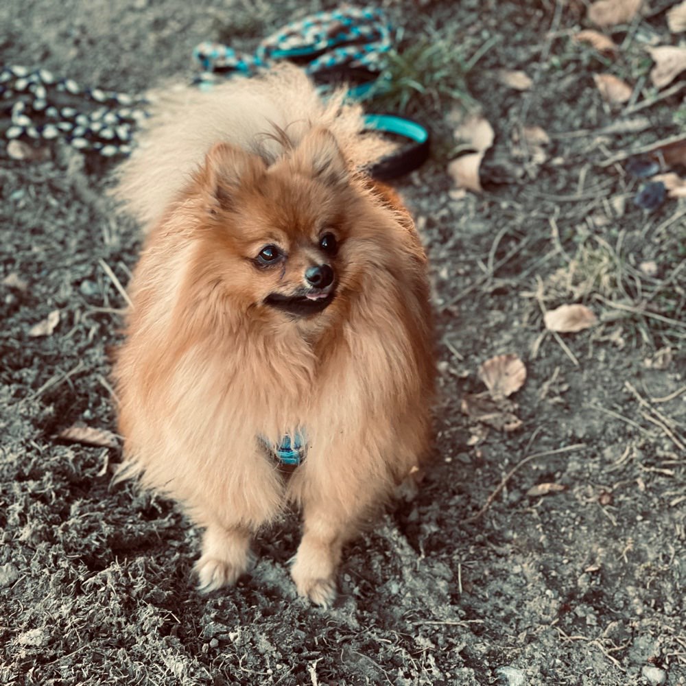 Hundetreffen-Zusammen Spazieren und spielen-Profilbild