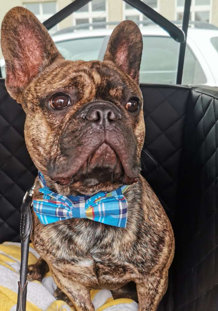 Hundetreffen-Spiel- und Gassirunde-Profilbild