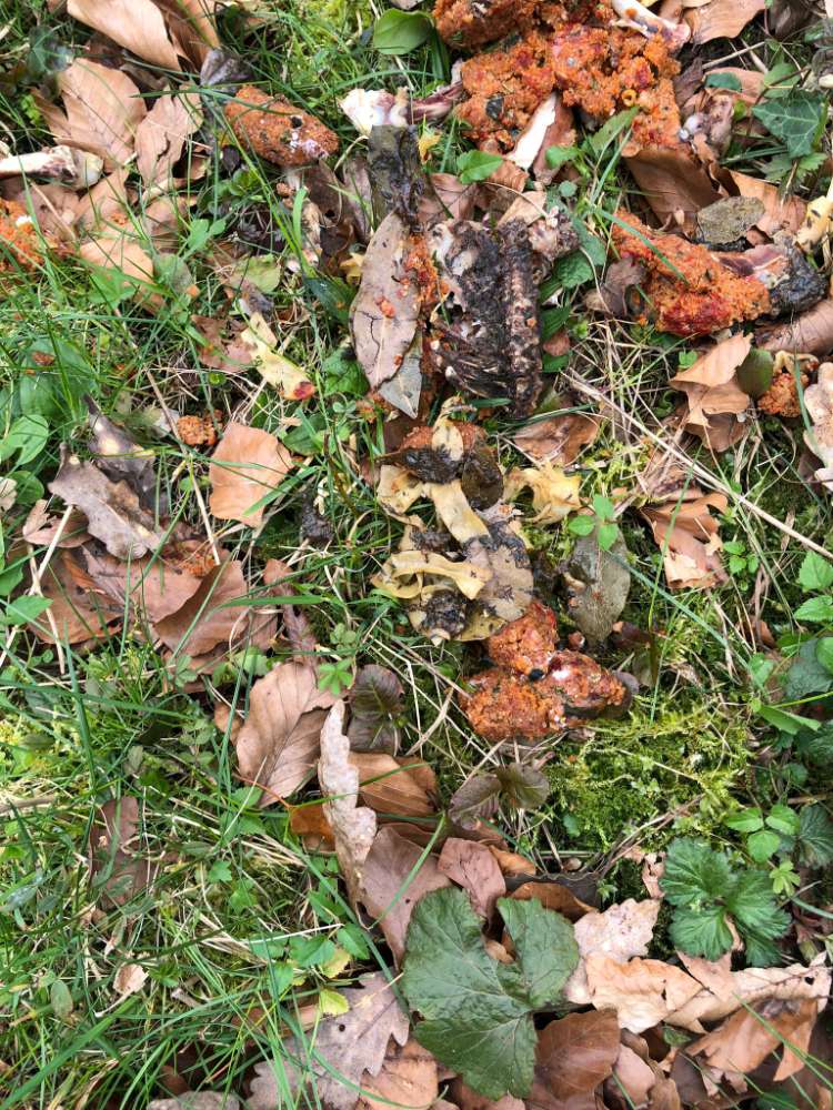 Giftköder-Essensreste mit weissem Pulver-Profilbild