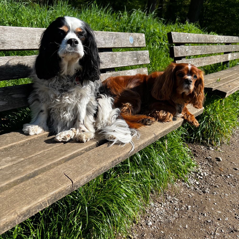 Hundetreffen-Gassitime und Quatschtreffen😂-Profilbild