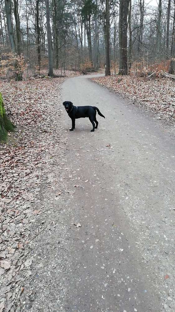 Hundetreffen-Hundetreffen-Profilbild