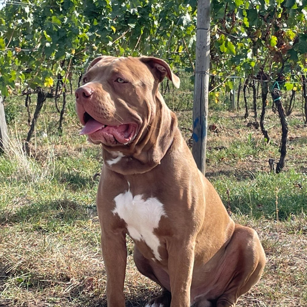 Hundetreffen-Playdate-Profilbild