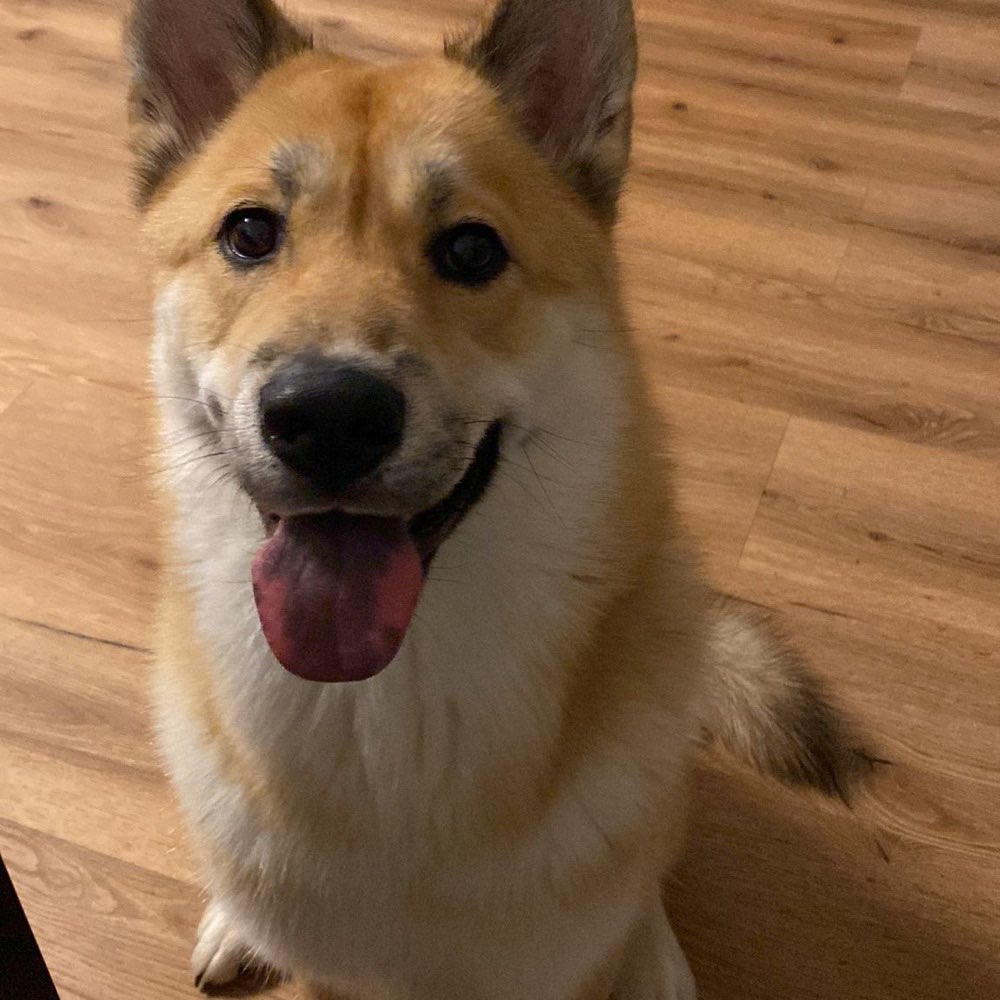 Hundetreffen-Hundetreffen in Krefeld-Profilbild