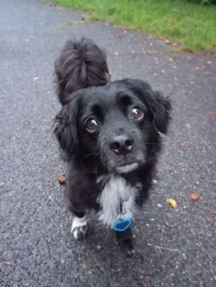 Hundetreffen-Gassi gehen-Profilbild