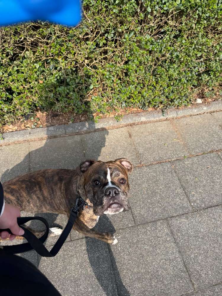 Hundetreffen-Training/Gassi-Runde-Profilbild