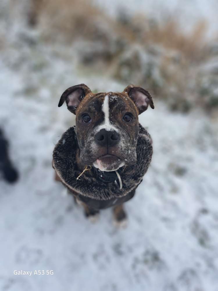 Hundetreffen-Welpentreffen in der Nähe von Bucheim-Profilbild