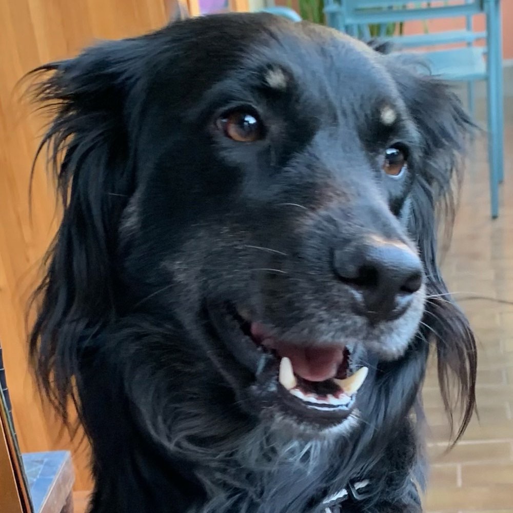 Hundetreffen-Social Walk-Profilbild