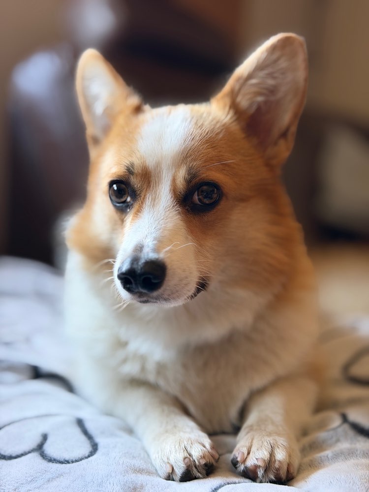 Hundetreffen-Spielrund in der Umgebung von Bamberg-Profilbild