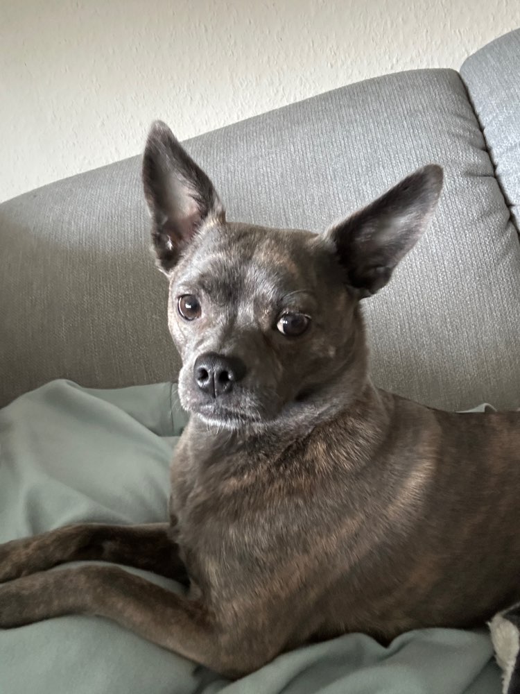 Hundetreffen-Gemeinsame Hunderunden-Profilbild