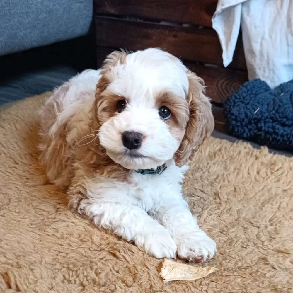 Hundetreffen-Welpentreffen für kleine Hunde-Profilbild