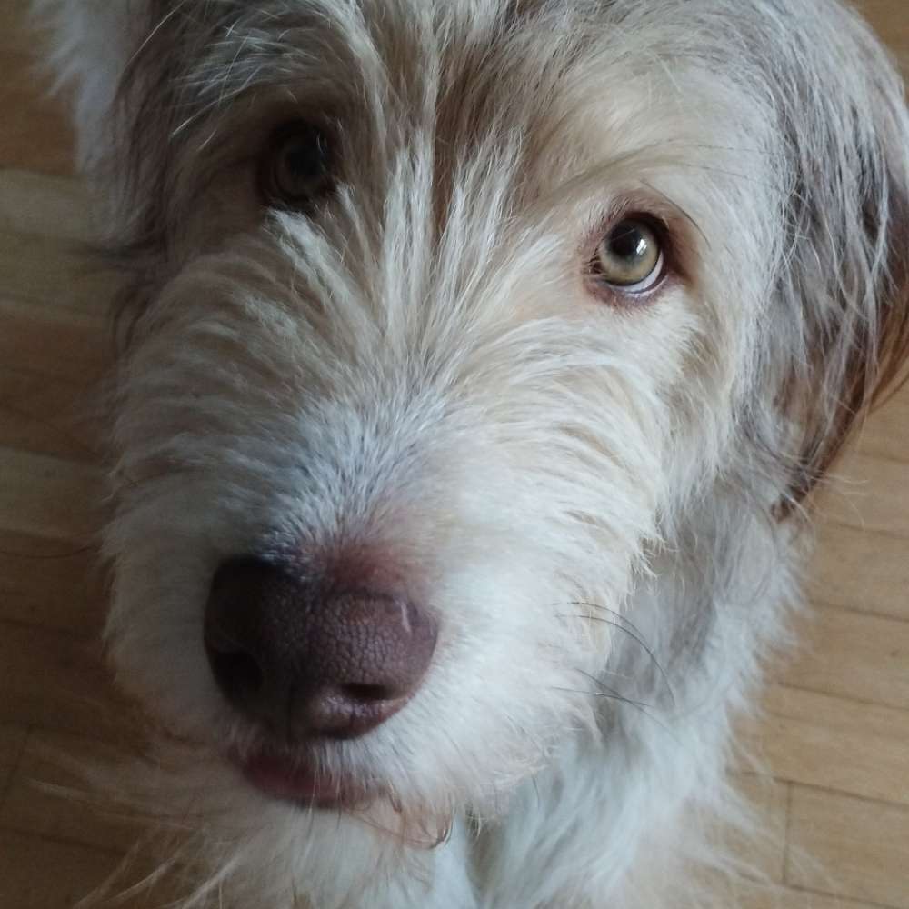 Hundetreffen-Hunderunde im Aaper Wald-Profilbild