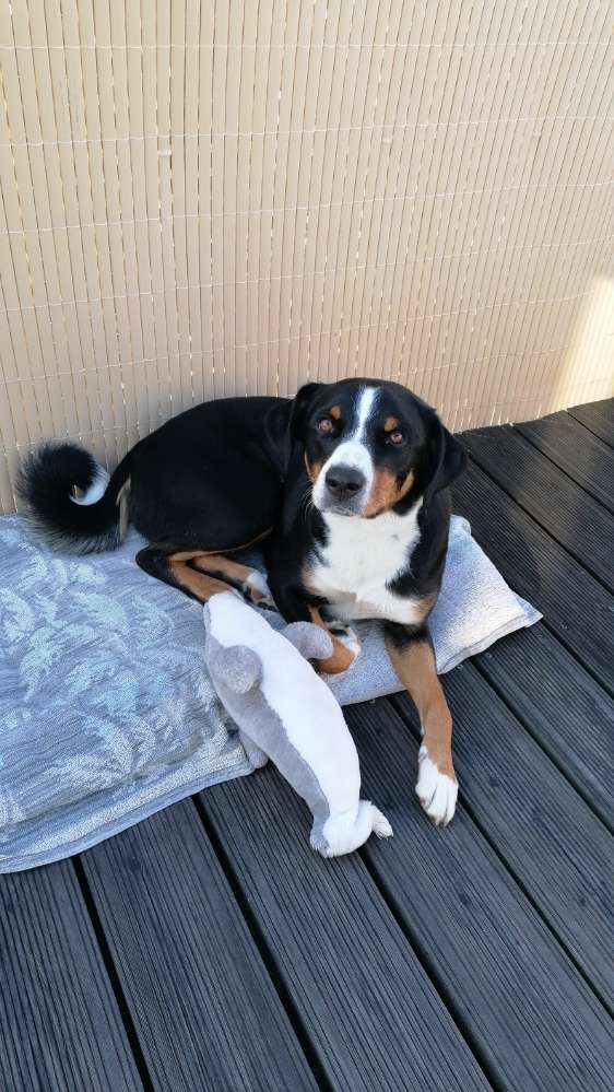 Hundetreffen-Djamila sucht Spielkameraden ❤️-Profilbild