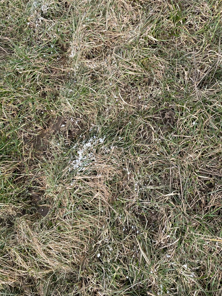 Giftköder-Weißes Granulat-Profilbild