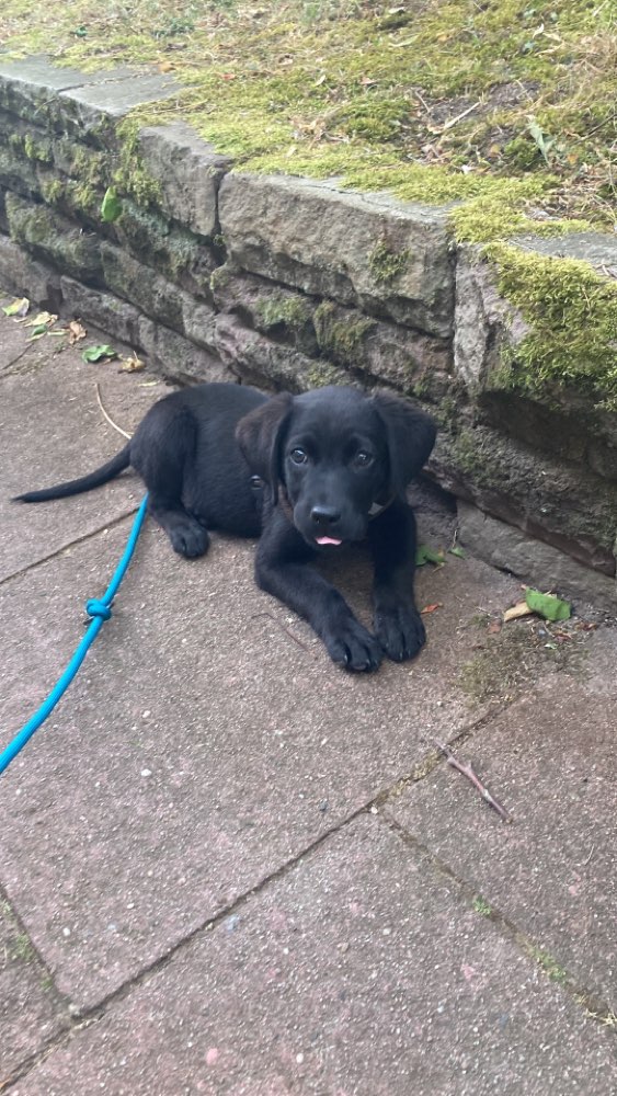 Hundetreffen-Welpentreffen Orangerie-Profilbild