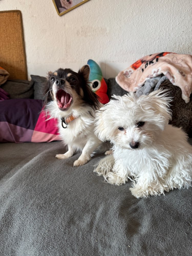 Hundetreffen-Hunde Treff-Profilbild