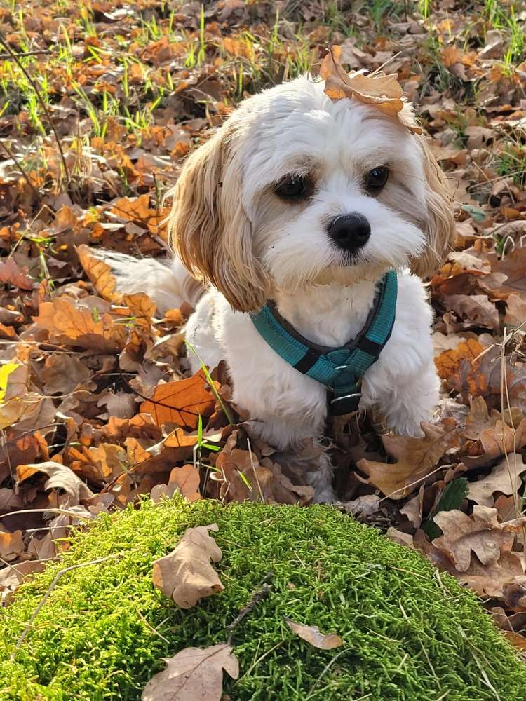 Hundetreffen-Spielrunde-Profilbild