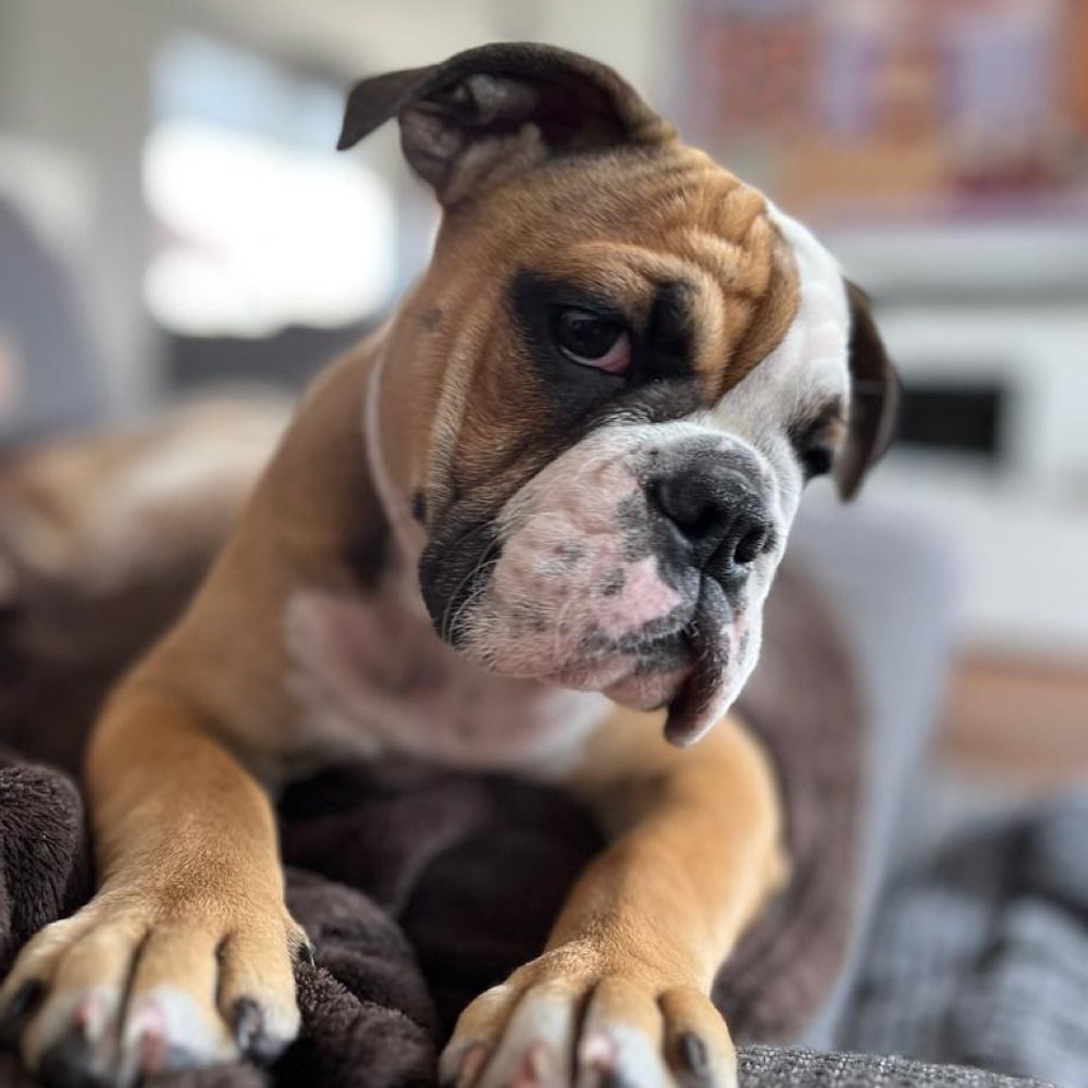 Hundetreffen-Sozialisierung Welpe 13 Wochen-Profilbild