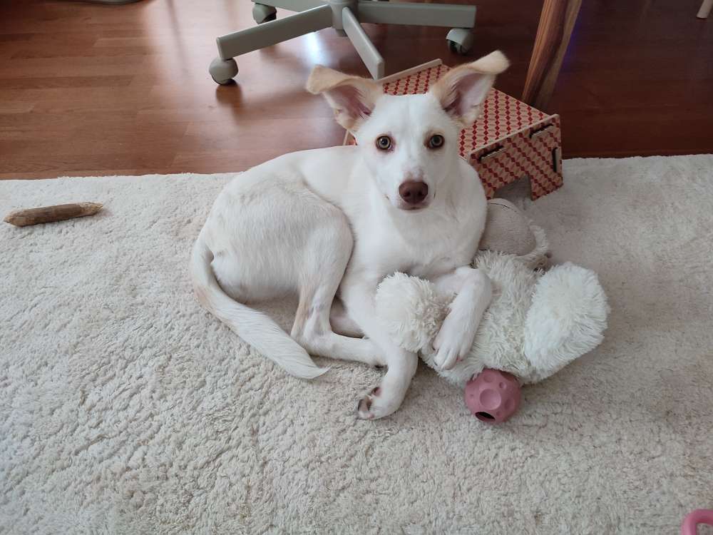 Hundetreffen-🐕 Gassi- und Übungsgefährten gesucht 🐕-Profilbild