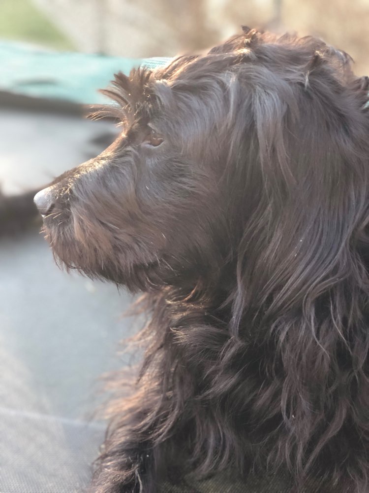 Hundetreffen-Biete Hundebetreuung-Profilbild