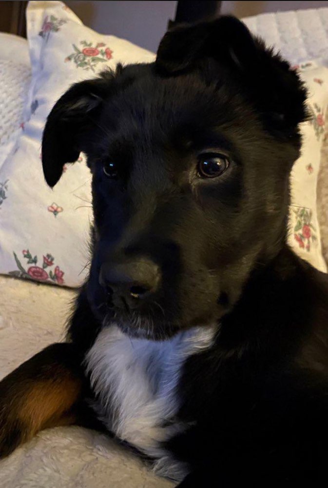 Hundetreffen-Hundetreffen-Profilbild